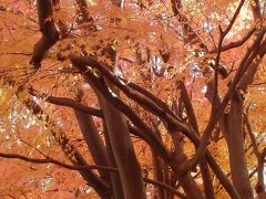 11月24日。岡大西門東側にあるイロハモミジの紅葉。