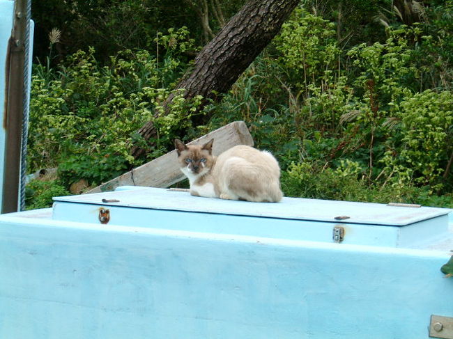 猫もこんにちは。