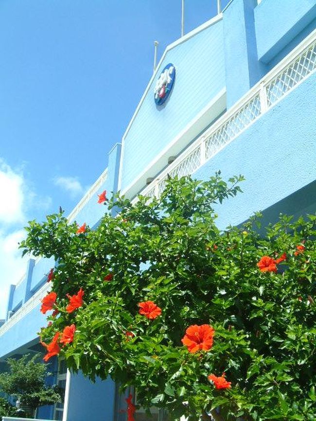 地元の式根島中学校。<br />配備図貸すが普通に咲いている。<br />常夏。<br />