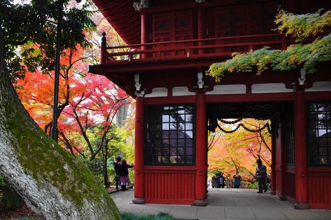本土寺の四季 本土寺の四季 - メルカリ