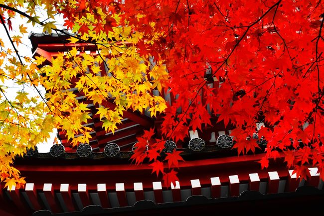 四季の寺 本土寺の紅葉を撮る』松戸(千葉県)の旅行記・ブログ by