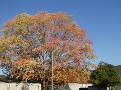 10月28日。サークル棟東側にあるニレ（たぶん）の木の紅葉。