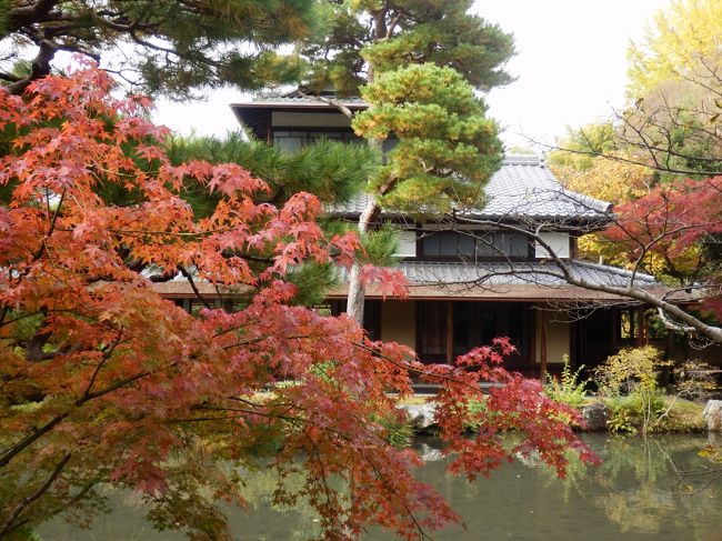 池の先にこの記念館のメインの建物である橋本関雪大画室「存古桜」が見えます。池の周りからこの建物をみると、桂離宮を思い出させるような素晴らしいお庭です。