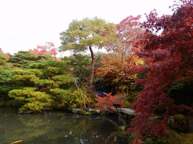 建物から撮った池です。個人の庭でこれだけ作ったのはすごいです。通常のお寺と引けを取らないくらいすごいです。あらためて日本の文化の基礎は京都にはたくさんあるんだなあと感じました。