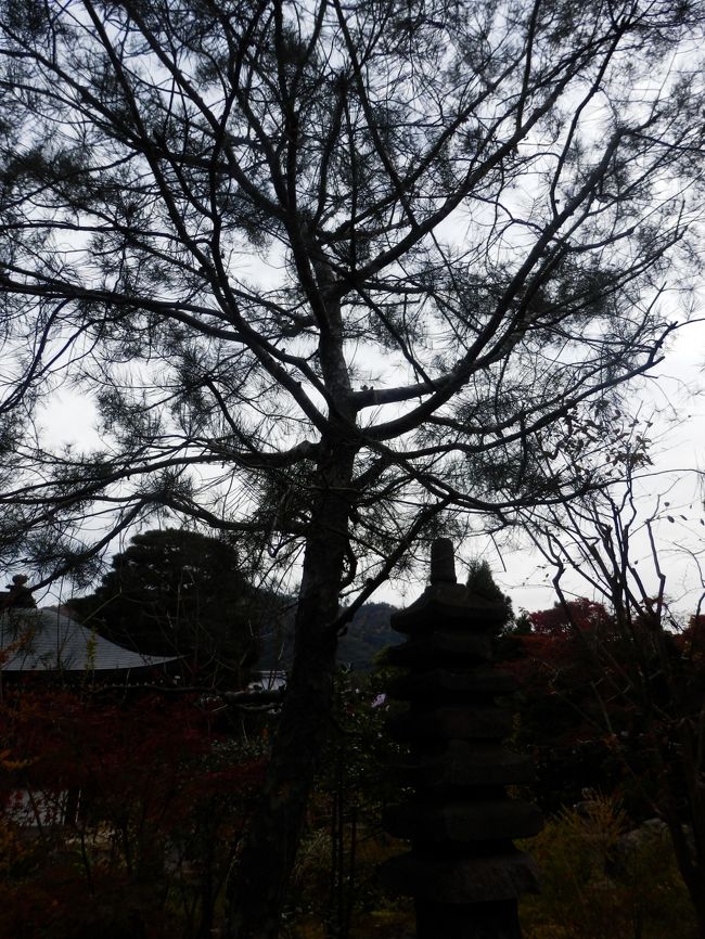 白松（はくしょう）です。中国原産の松ですが、関雪が持ち帰ったそうです。この記念館は建物だけでなく、植物のとてもこだわっており、ところどころにこだわった植物が置いてあります。いままで寺とかを見るとき建物ばかりに目が行っていましたが、植物もじっくり観察すると新たな発見ができそうです。