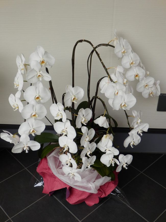 庭園エリアのつぎは美術館エリアです。美術館エリアは最近建ったばかりの建物のなかにあります。この蘭は美術館の前にありました。赤いものもありました。あと、この周辺に盆栽がいくつかありました。関雪が育てたものでしょうか、それともこの記念館の人が育てたものでしょうか。それは・・・わかりません。