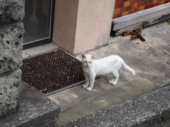 夕飯前にひとっ風呂浴びに、島内唯一の、室内有料公衆浴場に向かいます。<br />途中で猫発見。島には猫がたくさんいます。