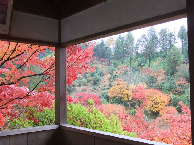 三室戸寺の紅葉３