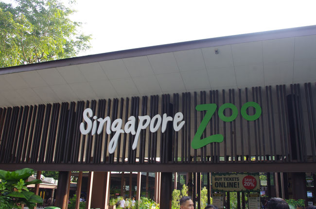 シンガポール動物園にやって来ました。<br />ホテルからタクシーで30分ぐらいでした！<br />朝イチだったので車も混んでなくて15SG$で動物園に着きました。<br />朝食も食べず動物園にやってきた理由は、オランウータンと一緒に写真撮影が出来る朝食を食べるため♪