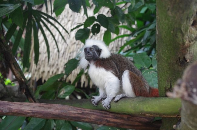 入り口付近の木にワタボウシタマリンがいてビックリ！シンガポール動物園は近くで動物を見れると聞いていたけど、動物園に入ってすぐ実感出来るとは♪