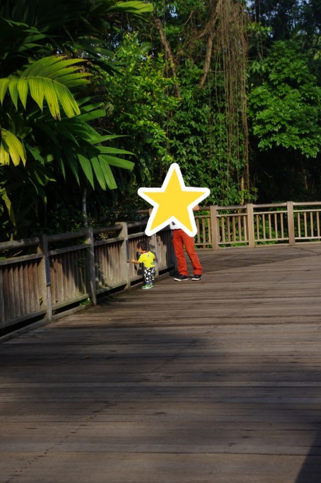 子供ペースで行くと全然進まない、、、<br />この下にはワニやマメジカがいました。<br /><br />