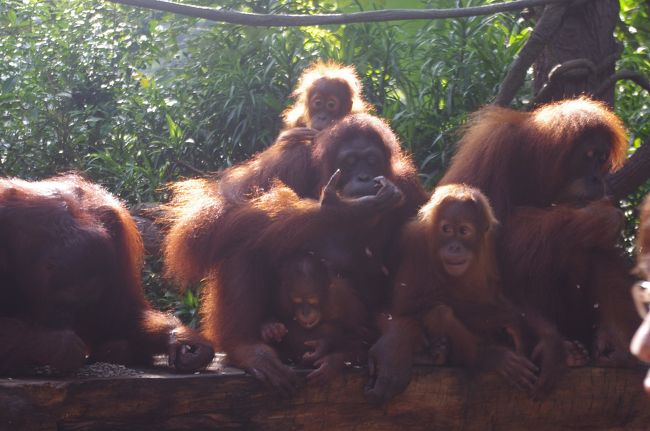 早速オランウータンの元に行ってみました♪<br />こんなに近くで見たのは初めてでした！<br />一緒に写真も撮れて満足☆