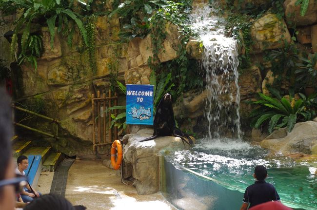 朝食をゆっくり楽しんだ後は10:30からのアシカのショーへ向かいました。