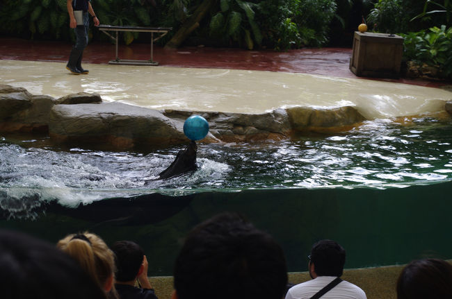 アシカが水を飛ばしたりしていたので一番前の席の方は結構水飛んでました。