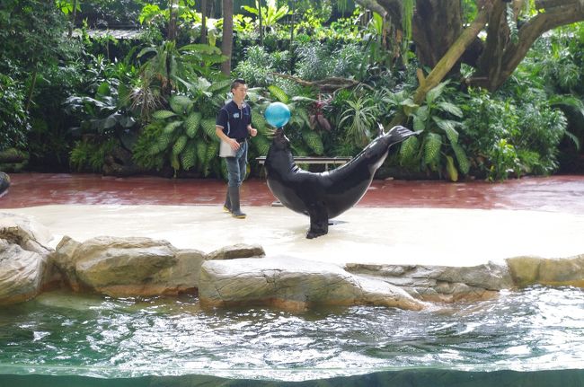 お客さんがフリスビーをアシカに投げたりする体験も出来たり、アシカのいろんな動きを見ることができてとても楽しいショーでした。英語でいろんな説明をしますが分からなくても十分楽しめます♪