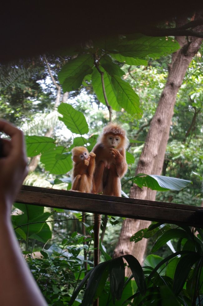 餌の時間だったのでこんなに近くで赤ちゃんも見ることが出来ました！