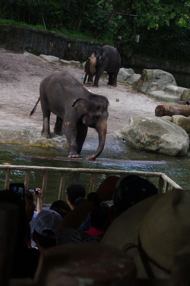 丸太をおとしたり、いろんな動きをしてくれて楽しいショーでした。<br />