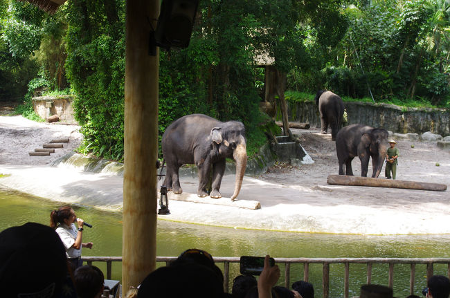とてもバランスがいいんですね。<br />丸太の上を軽々と渡ってました。