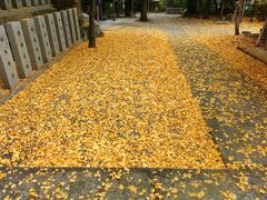 いい感じの落葉。
これから歩く藤白坂の紅葉も楽しみだわ。