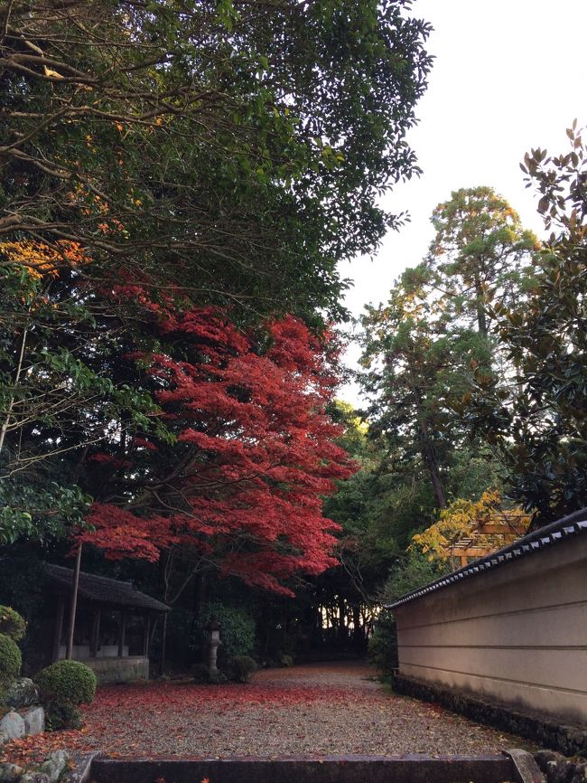 まだまだ紅葉していました。ちょうどよかったのかなぁ。