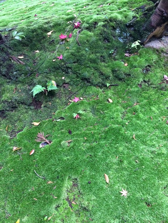 苔むしています。雨の後だったからよりつややか。