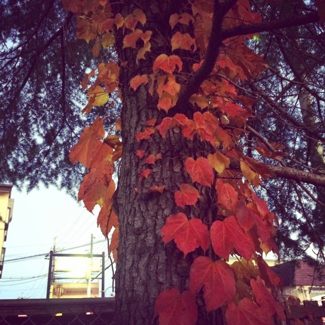 やっぱり奈良はいいな。またゆっくりこよう。