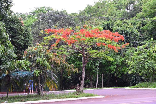 ホテルの前に火焔樹が咲いています。<br />ベトナムでも見かけました。