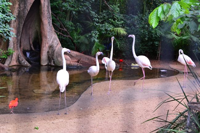 ご存知フラミンゴも