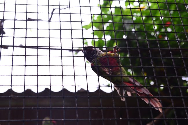 檻の中の檻に入っています。