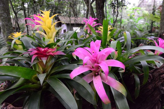 草なのか、花なのか、