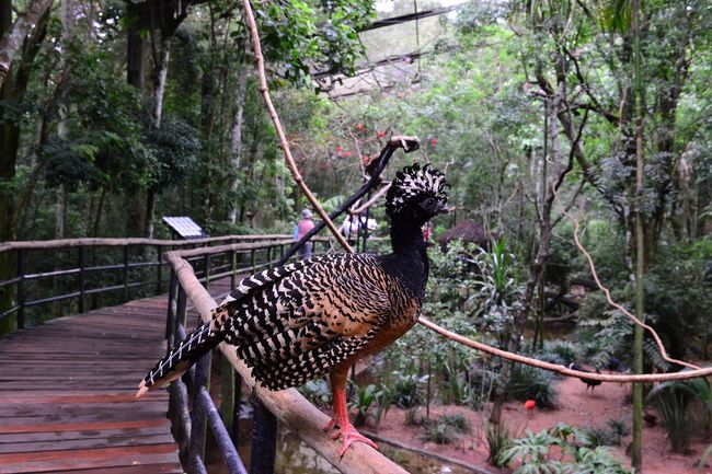 檻の中で放飼いですが、人懐こいです。