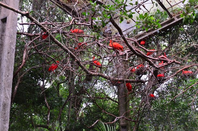 赤い鳥の檻です。