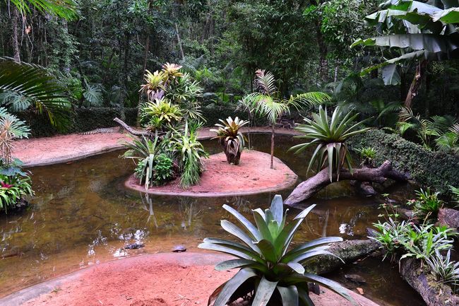 亀など水中動物