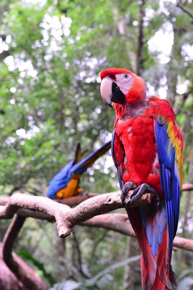 オーム？鸚鵡？