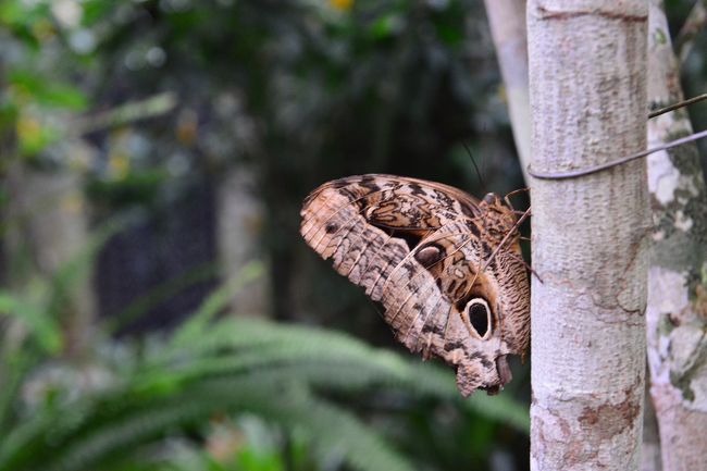 蝶のコーナーも
