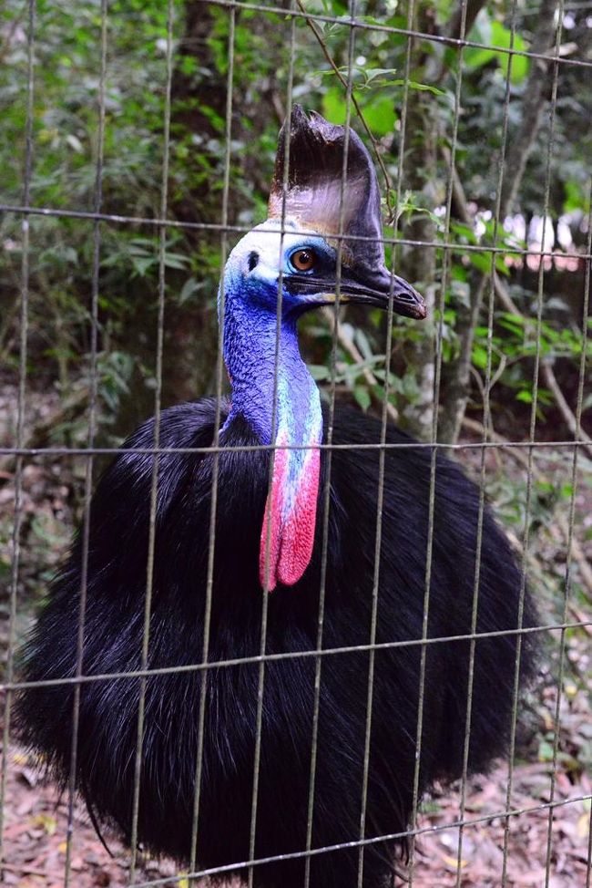 これも珍鳥でした。