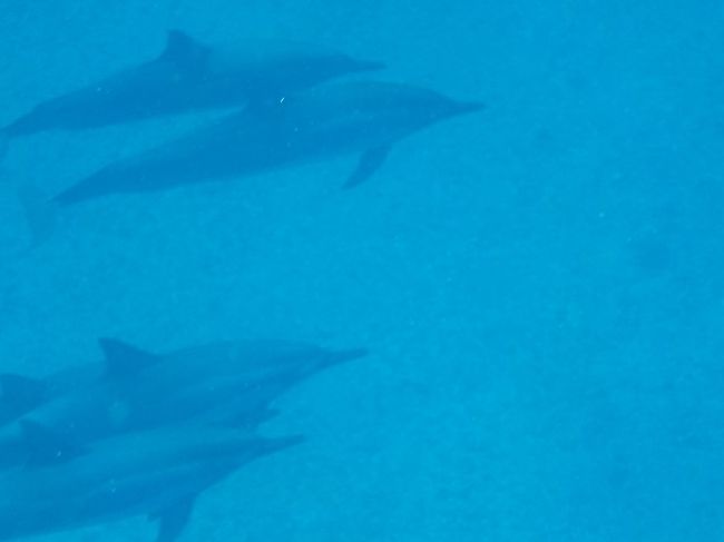 イルカ クジラ 海亀と泳ぐ ラッキーが続くオアフ旅 オアフ島 ハワイ の旅行記 ブログ By Miracleさん フォートラベル