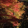 関東地方最後の紅葉