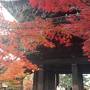京都の紅葉と瓢亭玉子