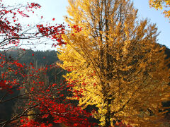 香嵐渓と言えば真っ赤に燃えるもみじのイメージですがここには立派なイチョウの木が。まっすぐに伸びる木に黄色というか、金色のように輝く葉っぱが見事です。