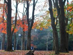 紅葉と鹿。
奈良公園はいい感じに紅葉してました。
