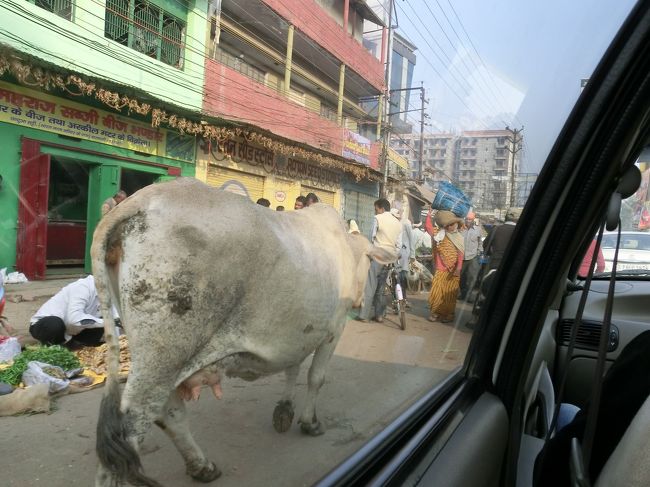 朝ごはんはホテルへ。日本人女性の一人旅の方と遭遇。一月くらい、インドとケニアに行かれるそうです。お元気ですか？連絡しますね。さて、牛に引かれて観光です。