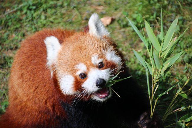 14年ドイツ 旅行 12年ぶりの再訪 第４日目 ベルリン観光３日目 ２ 東ベルリン動物園tierpark 前編 初めて会う海外のレッサーパンダはシセンレッサーパンダによく似たニシレッサーパンダ ベルリン ドイツ の旅行記 ブログ By まみさん フォートラベル