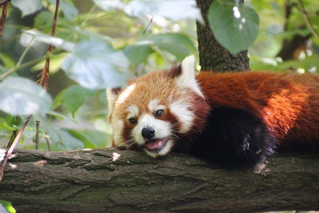 14年ドイツ 旅行 12年ぶりの再訪 第４日目 ベルリン観光３日目 ２ 東ベルリン動物園tierpark 前編 初めて会う海外のレッサーパンダはシセンレッサーパンダによく似たニシレッサーパンダ ベルリン ドイツ の旅行記 ブログ By まみさん フォートラベル