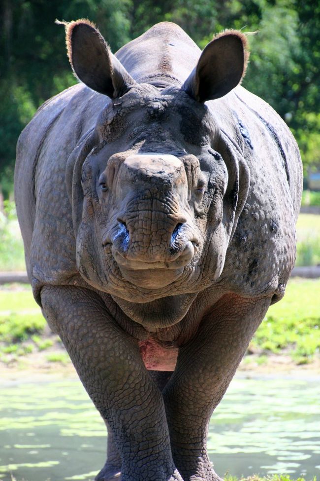 14年ドイツ旅行 12年ぶりの再訪 第４日目 ベルリン観光３日目 ２ 東ベルリン動物園tierpark 前編 初めて会う海外のレッサーパンダはシセンレッサーパンダによく似たニシレッサーパンダ ベルリン ドイツ の旅行記 ブログ By まみさん フォートラベル