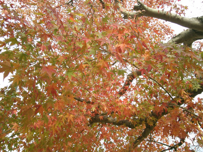 一応終わりかけのモミジも撮りました