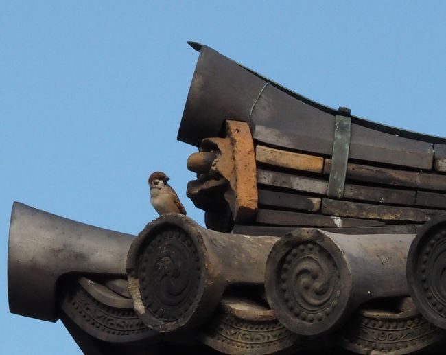 唐招提寺　雀さん　おはよう<br /><br />大変に静かな環境にあり心癒されましたが、<br />「声量」MAXの中国からの一団に閉口。鑑真和上に叱られますよ〜