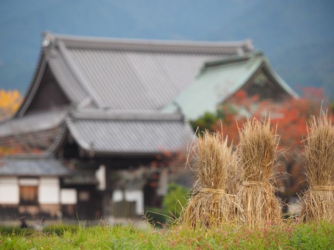 橘寺　　レンタサイクルで走ってます。<br /><br />時間切れで行きたい場所がたくさん残ってしまいました。　