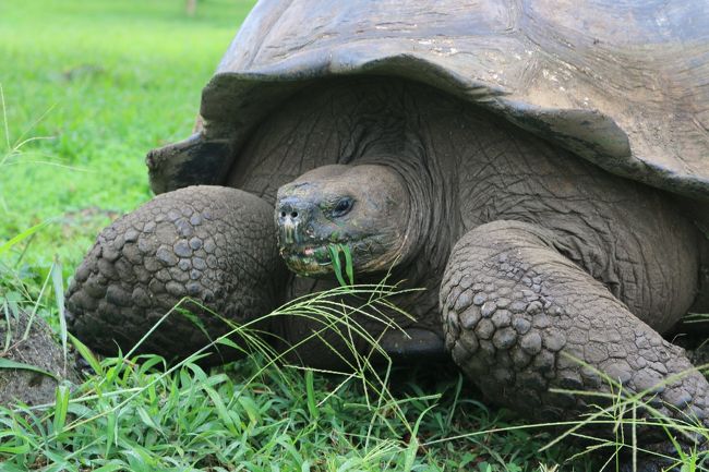 動物たち 進化の楽園 ガラパゴス諸島 1 ： 出発 サンタクルス島