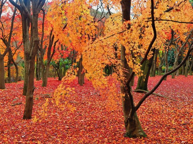 北の丸公園 もみじ林見ごろ 散り紅葉も色あざやかに 武道館近くの穴場的名所 丸の内 大手町 八重洲 東京 の旅行記 ブログ By マキタン２さん フォートラベル